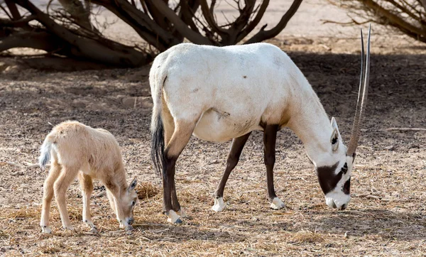 Vuxen Och Barn Antilope Arabian Vit Oryx Oryx Dammah Arterna — Stockfoto