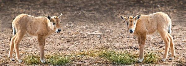 Dois Filhos Antílope Oryx Branco Árabe Oryx Dammah Espécie Habita — Fotografia de Stock