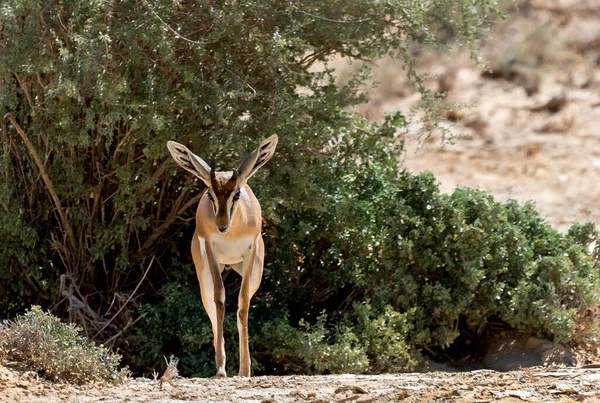 Impala Sabana Cerca — Foto de Stock