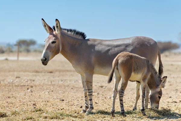 Somali Wild Donkey Equus Africanus Nature Reserve Middle East Species — Stock Photo, Image