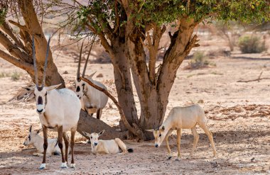 Antilop 'un yetişkin ve çocuğu Arap beyaz antilop (Oryx dammah). Bu tür Sahra Çölü 'nün doğal ortamlarında yaşamaktadır ve yakın zamanda Orta Doğu' nun doğal rezervlerine eklenmiştir.