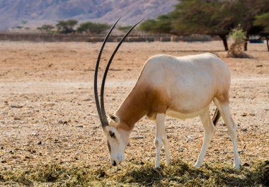 Antelope scimitar horn Oryx (Oryx leucoryx). Due to danger of extinction, the species was introduced from Sahara and adopted in nature reserves of the Middle East clipart