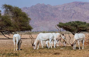 Antilop addax (Addax nasomaculatus) vida boynuzu antilobu olarak bilinir. Neslinin tükenme tehlikesi nedeniyle türler Sahra Çölü 'nden Eilat, İsrail yakınlarındaki doğal çöl rezervlerine getirildi.