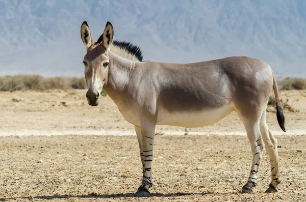 African Wild Donkey Equus Africanus Gray Black Stripes Its Legs — Stock Photo, Image