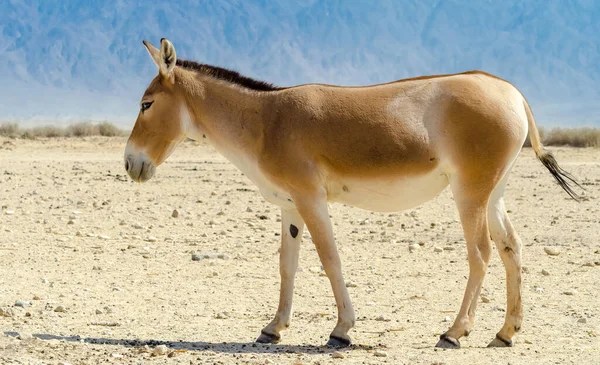 Onager Burro Semi Domesticado Que Habita Parques Reservas Naturais Oriente — Fotografia de Stock