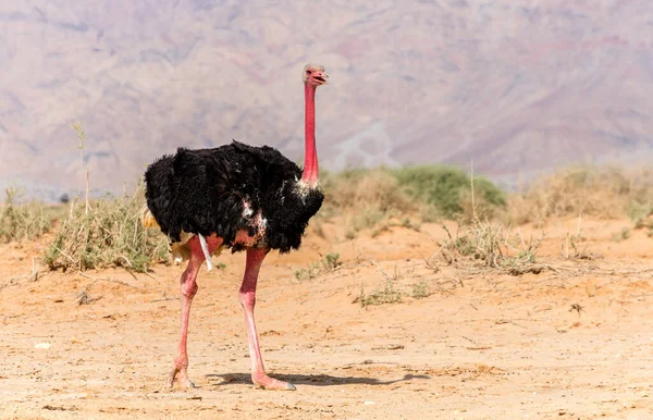Afrikai Strucc Struthio Camelus Hím Természetvédelmi Területen Közel Kelet — Stock Fotó