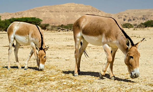 Onager Equus Hemionus Brown Asian Wild Donkey Inhabits Nature Reserve — Stock Photo, Image