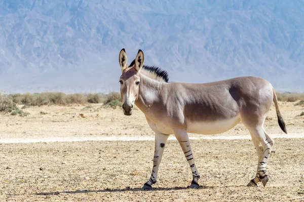 Somali Wild Donkey Equus Africanus Nature Reserve Middle East Species — Stock Photo, Image