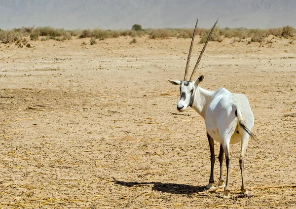 Antelope Arabian White Oryx Oryx Dammah Inhabits Native Environments Sahara — Stock Photo, Image