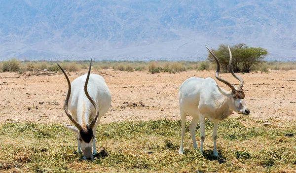 Eğri boynuzlu antilop Addax (Addax nasomaculatus) Sahra Çölü 'nden getirildi ve Orta Doğu' nun doğa koruma alanlarında iyi kabul edildi. 