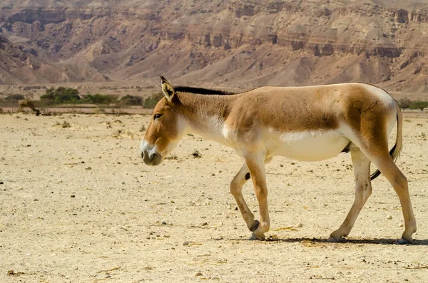 Onager Semi Domesticated Donkey Inhabits Nature Reserve Parks Middle East — Stock Photo, Image