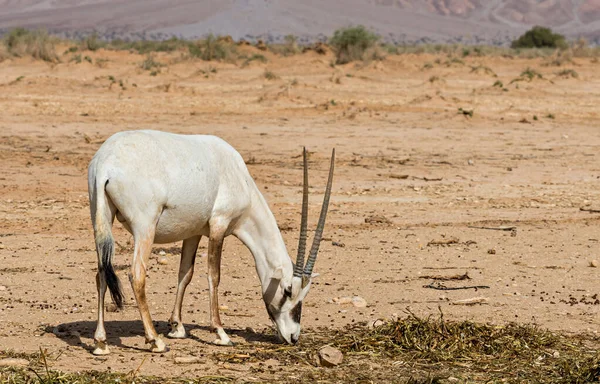 Antilop Arap Beyaz Antilobu Oryx Dammah Yakın Zamanda Orta Doğu — Stok fotoğraf