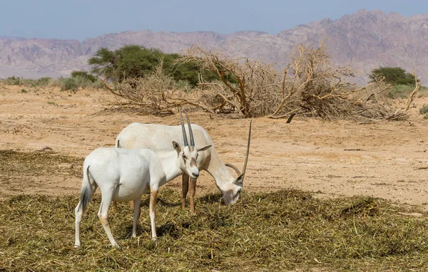 Antilop Arap Beyaz Antilobu Oryx Dammah Yakın Zamanda Orta Doğu — Stok fotoğraf