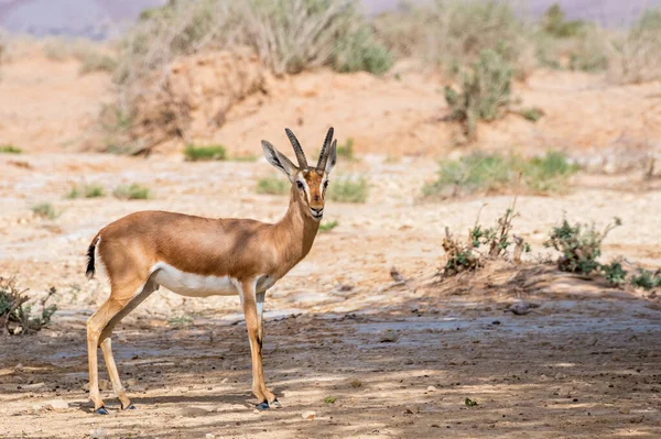 Dorcas Gazelle Gazella Dorcas Inhabits Nature Desert Reserves Middle East — Stock Photo, Image