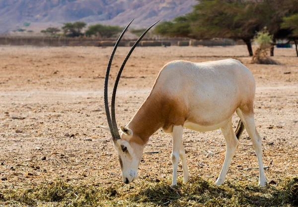 Antilop kılıç boynuzu Oryx (Oryx leucoryx). Nesli tükenme tehlikesi nedeniyle, türler Sahra 'dan getirildi ve Orta Doğu' nun doğa rezervlerine kabul edildi.