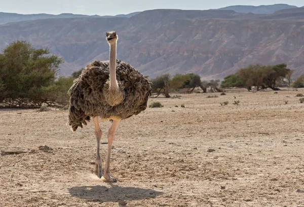 Weibchen Des Afrikanischen Straußes Struthio Camelus Naturschutzgebiet Naher Osten — Stockfoto