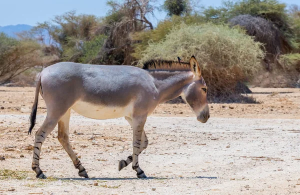 Burro Salvaje Somalí Equus Africanus Reserva Natural Oriente Medio Esta — Foto de Stock