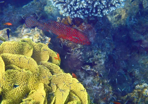 Czerwony Koralowiec Naukowe Nazwisko Cephalopholis Miniata Mieszkaniec Raf Koralowych Morza — Zdjęcie stockowe