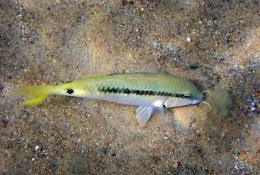 Bilinen adıyla Forssskal keçi balığı olan mercan balığı, bilimsel adı Parupeneus forskali, mercan resiflerinin yakınında sığ sularda yaşar. Balık, Kızıl Deniz, Ortadoğu                         
