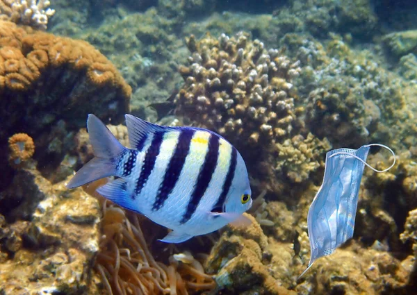 Máscara Proteção Descartada Presa Recifes Coral Mar Vermelho Coronavirus Está — Fotografia de Stock