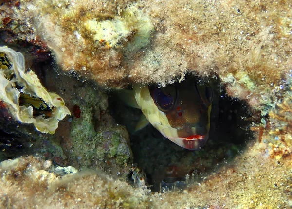 Blacktip Pasiasty Grouper Naukowe Nazwisko Epinephelus Fasciatus Kamienny Bas Siedzi — Zdjęcie stockowe