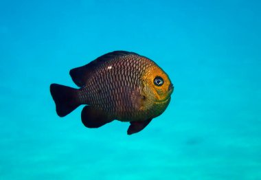 Domino balığı, bilimsel adı Dascyllus trimaculatus, Pomacentridae familyasına ait, Orta Doğu, Kızıldeniz 'de yaşıyor.