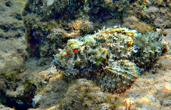 Devil Scorpionfish Scorpaenopsis Diabolus Inhabits Coral Reefs Red Sea Has — Stock Photo, Image