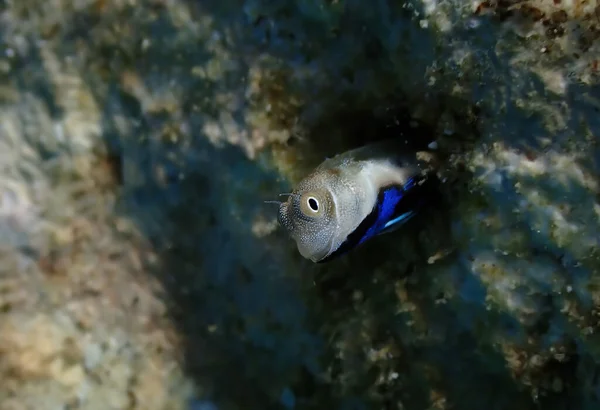 Małe Ryby Należące Rodziny Blennidae Jej Nazwa Naukowa Lance Blenny — Zdjęcie stockowe