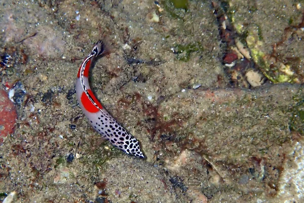 Tropical Fish Common Name Clown Coris Coris Aygula Belongs Labridae — Stock Photo, Image