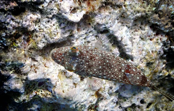 학명은 Canthigaster Margartata 그것은 테트라 속하며 산호초의 부풀릴 수있다 — 스톡 사진