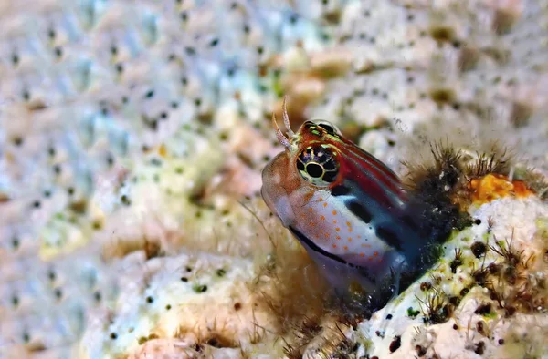 Small Fish Belonging Family Blennidae Fish Inhabits Refuges Coral Reefs — Stock Photo, Image