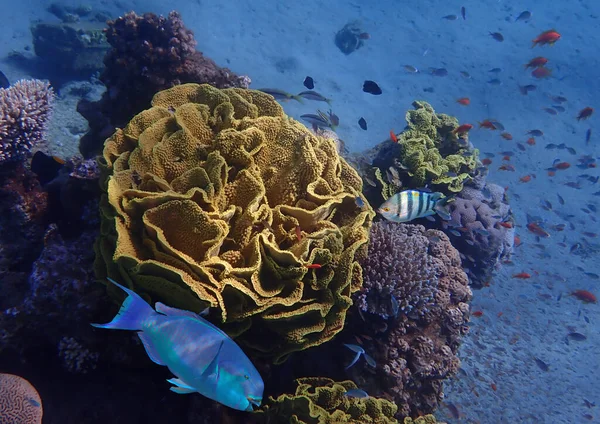 Biodiversidade Peixes Exóticos Que Habitam Recifes Coral Mar Vermelho Sinai — Fotografia de Stock