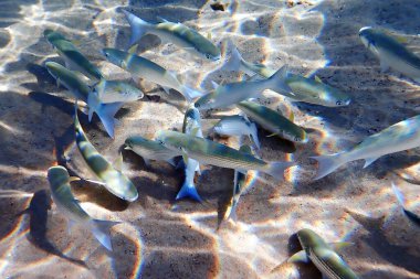 Önemli ticari balıklar okulu - gri aslan yelesi, bilimsel adı Mugil cephalus. Balıklar, Ortadoğu 'da yaygın olarak dağıtılan Karadeniz, Kızıl ve Akdeniz' in sığ sularında yaşar.