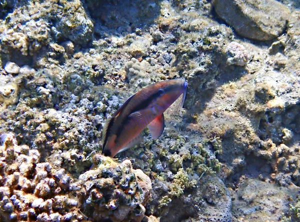 Spawned Male Coral Fish Common Name Forsskal Goatfish Parupeneus Forskali — Stock Photo, Image