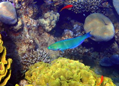 Ay Wasse Thalassoma Lunare. Labridae familyasına ait. Kızıl Deniz, Sina, Orta Doğu