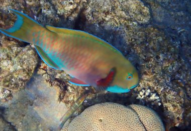 Dik başlı papağan balığı, bilimsel adı Chlorurus gibbus, Scaridae familyasına ait, mercan resiflerinde yaşıyor, papağan gagasına benzeyen dişleri var, yaşam döngüsü sırasında vücut rengini değiştiriyor.