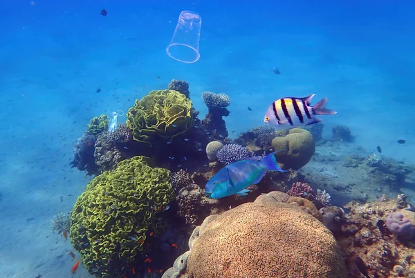Máscara Proteção Descartada Presa Recifes Coral Copo Plástico Águas Mar — Fotografia de Stock