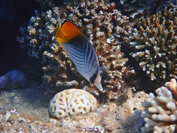 Piękne Motyle Morskie Ryby Zbliżenie Podwodne Zdjęcie Zrobione Morzu Czerwonym — Zdjęcie stockowe