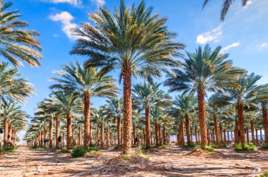 Eilat yakınlarında hurmalıklar. Orta Doğu 'da gelişmiş ve sürdürülebilir tarım