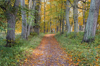 Sonbahar park Riga, Letonya
