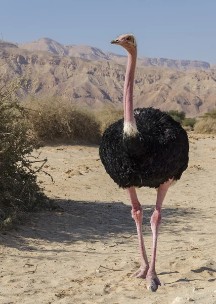 Macho de Africano avestruz (Struthio camelus) — Fotografia de Stock