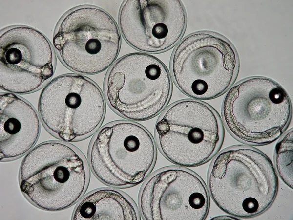 Ανάπτυξη των αυγών ψαριών κάτω από το ελαφρύ μικροσκόπιο — Φωτογραφία Αρχείου