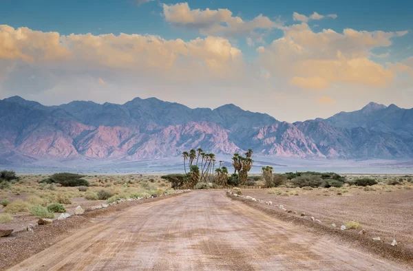 Savannah Vadisi Negev, İsrail Çölü'nde