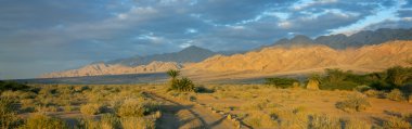 Savannah Vadisi Negev, İsrail Arava çöl, İsrail Çölü'nde 