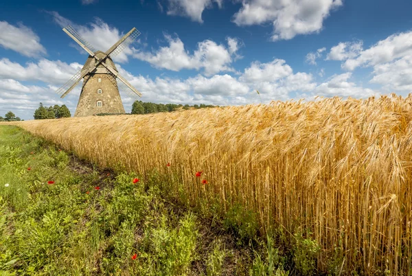 Buğday olgunlaşma ile alan — Stok fotoğraf