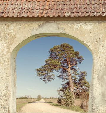 Lonely pine and countryside road clipart