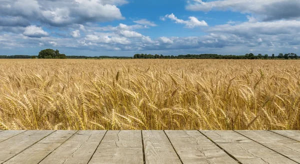 Veld met de rijpingsjaren tarwe — Stockfoto