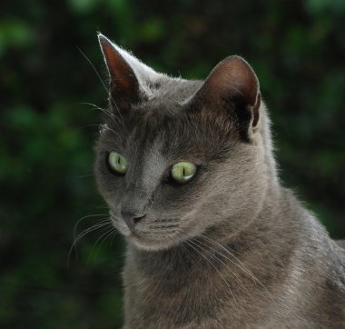 Rus mavi kedi