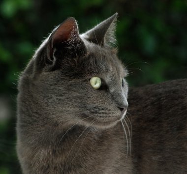 Rus mavi kedi