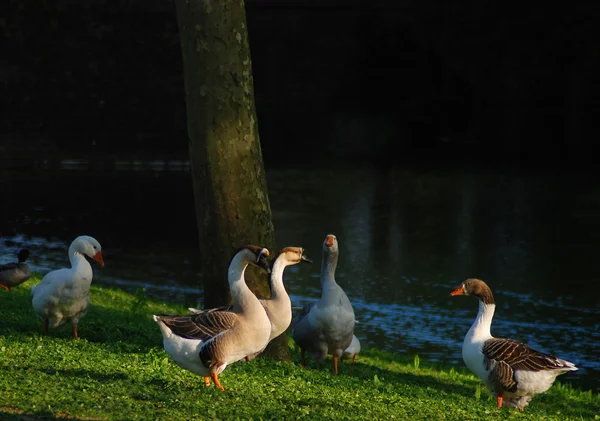 Domestic goose in city park — Stock Photo, Image